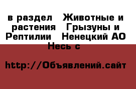  в раздел : Животные и растения » Грызуны и Рептилии . Ненецкий АО,Несь с.